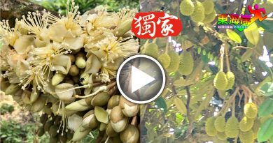 花开遇雨季产量大减  本季榴梿或供不应求