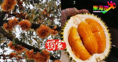 万黄之中一点红  山榴梿红花盛开