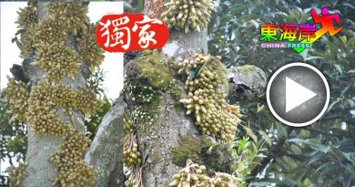 天气干旱催化  榴梿树干也长花