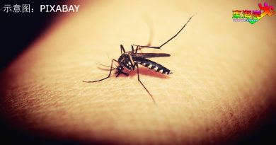 连续2年没死亡病例 丹州蚊症病例降