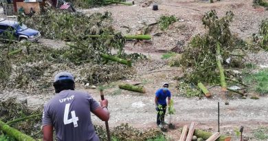 砍完1万5000棵猫山王树 彭森林局即日起种2万棵新树