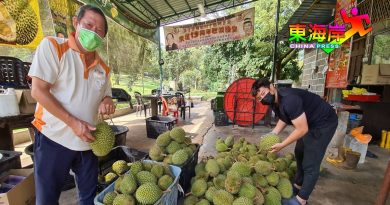 网卖 出口 取可观订单      劳勿猫山王   保持好价位