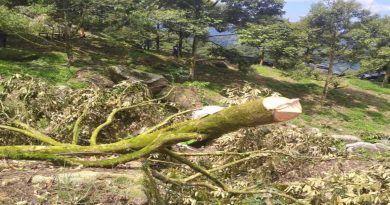 一周狂砍1万5000棵猫山王树 彭森林局：满意取缔行动进度