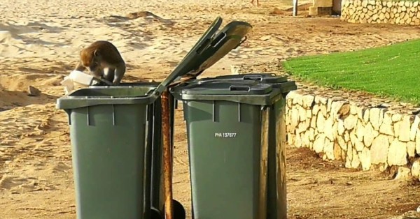 猴群乱翻垃圾桶觅食已是关丹直落尖不叻海边最大困扰。