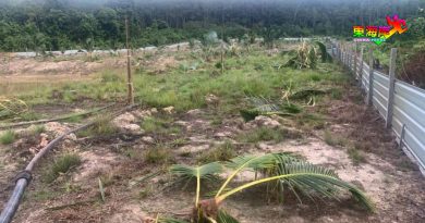 大象闯入农地 摧毁33棵椰树