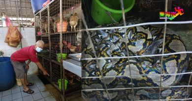 大蟒蛇钻进鸡笼 吃1鸡 咬死1鸡