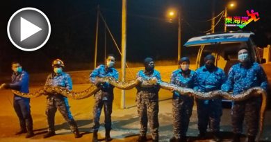民防部队捕获22尺大蟒蛇！