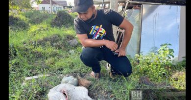 家畜全被山猪咬死    养殖业者损失逾万