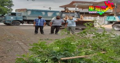 严重威胁交通安全    大树遮视线    居民促修砍
