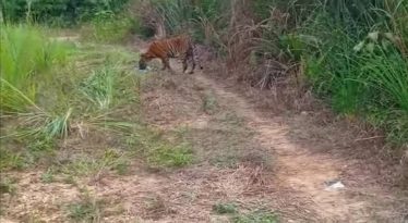 话望生乐茂 柏比海 原住民村 老虎出没 17户迁离