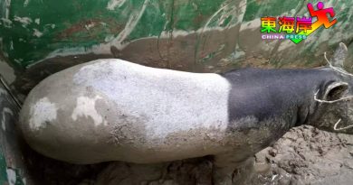 芭场发现马来貘
