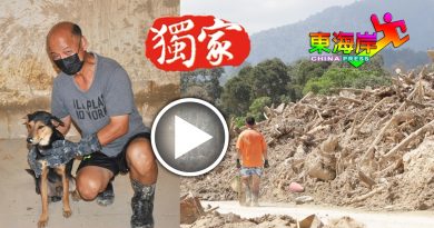 ◤大水灾◢“树桐海啸” 冲击   爱犬灾后等屋主回家