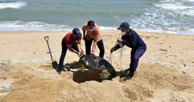 一个月内10宗   马江再有海龟死亡