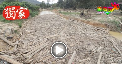 【今日东海岸】加叻文积路“树桐海啸” 　树桐盖满大河