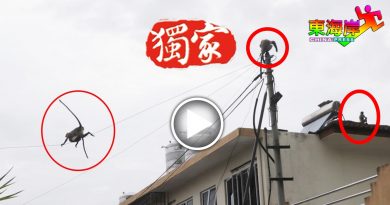 “齐天大圣”带猴子猴孙  大闹住宅区