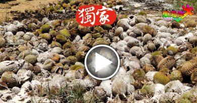榴梿园内乱葬岗 　