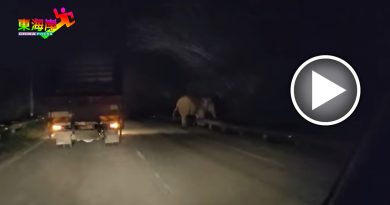 惊险一幕！半夜遇到野象（有视频）