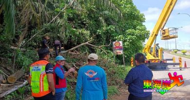文德甲市区往旗山天桥路旁   Roadcare砍枯树