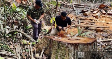 非法砍伐佳节不放假   彭森林局起65树桐