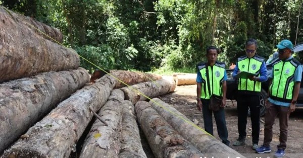 而连突森林局官员在淡比灵特凯保留林揭发非法伐木活动。