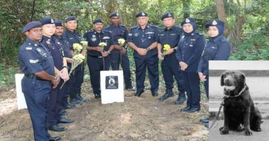 13岁缉毒犬走了   服役半生长眠警犬墓园