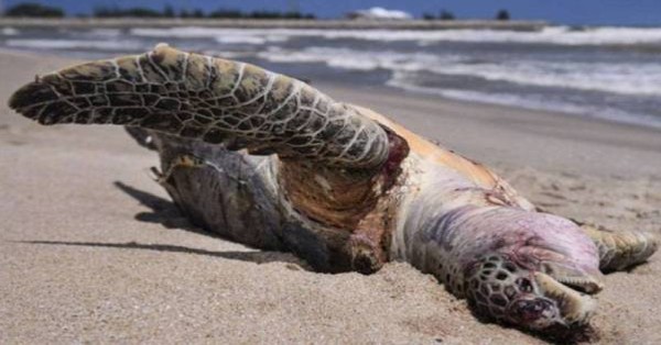 雌性绿海龟在棉花岛海域被发现遭人类蓄意割颈伤害，“弃尸”海上。