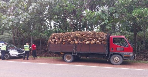 载送油棕果的罗厘因车斗果实超过车头高度，而遭陆路交通局执法官员取缔。