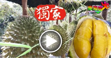 猫山王收购价  飙升至110令吉1公斤！