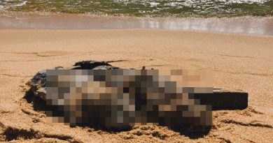 直落比达拉海滩     再发现被残杀海龟