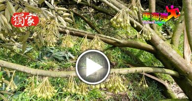 猫山王 黑刺 被吹倒  园主感到心痛