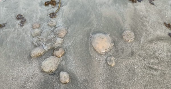关丹黑沙滩出现水母群，嬉水民众受促小心提防！