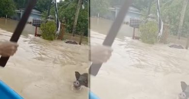 野猪受困淹水区 拼命游上来被撵走（有视频）