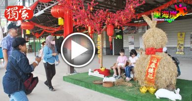 以干草布置兔装饰  游客纷纷拍照打卡