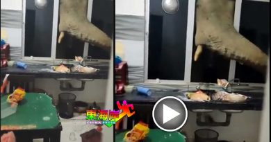 大象破窗翻找食物 取走盬食油快熟面
