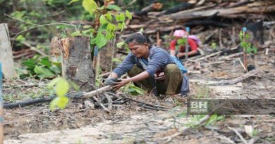 助森林局修复山林    原住民植树赚外快