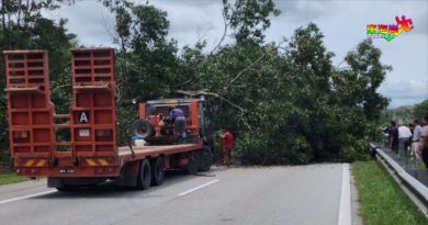 大树倒下横跨道路 东大道关丹往淡马鲁无法通行