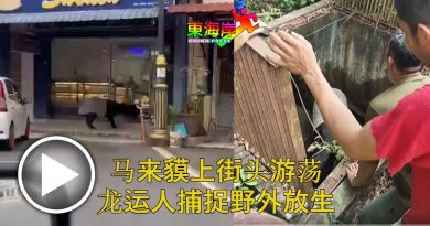 马来貘上街头游荡 龙运人捕捉野外放生（有视频）