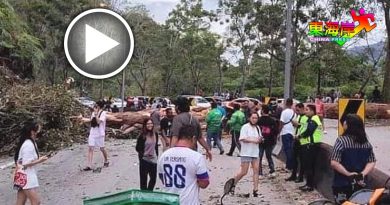 大树倒下横越上下车道   云顶交通中断