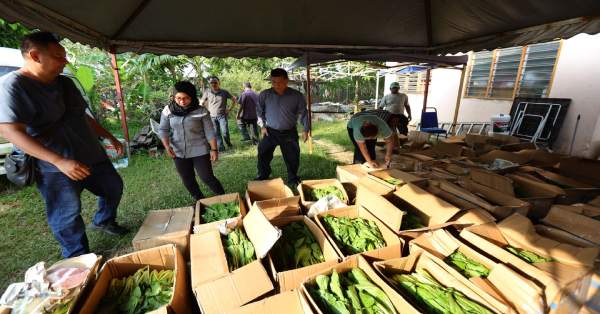 沈春祥（左3）亲自监督自掏腰包，向金马仑菜农购买叶类蔬菜的分装工作。