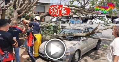 树倒压毁轿车  灭火英雄火速赶到