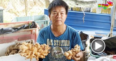 热天缺水“姜” 会缩水     姜农须保持土壤湿润