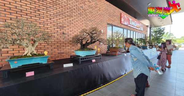 关丹盆栽协会举办一连6天的2023年度全国盆栽展赛会，吸引盆景爱好者驻足欣赏。