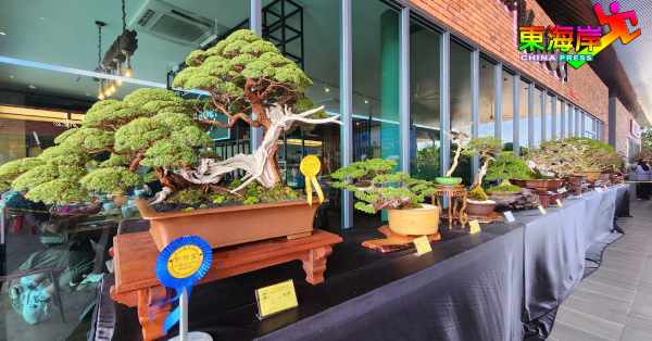 2023年度全国盆栽展赛会，展出186棵大、中、小品各类盆栽艺术品。