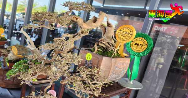 其中一个获得马来西亚盆栽评审团奖的参赛盆景，带有令人深思的意境。