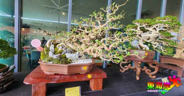 利用海岛树的树种特征改造而成的盆景，带有丝丝海岛风味。