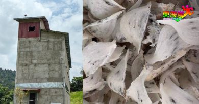 【今日东海岸】干旱天调整燕屋潮湿温度 燕子住得好 燕窝自然好