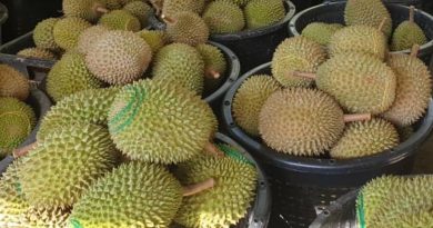 狮城大订单 榴槤季节尾 劳勿猫山王 飙升 RM120