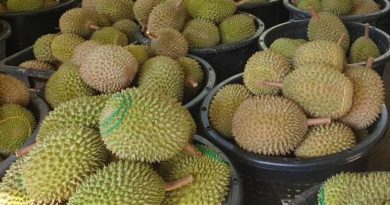 产量减半黑种子问题改善 猫山王收购价 飙破RM50