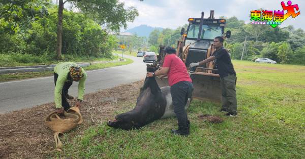 一头成年雌性马来貘（Tapir）疑遭车辆撞至重伤后，被民众发现倒毙在路旁。