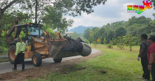 彭亨半岛野生动物保护及国家公园局出动泥机车，将毙命的马来貘尸体转移到埋葬地点。